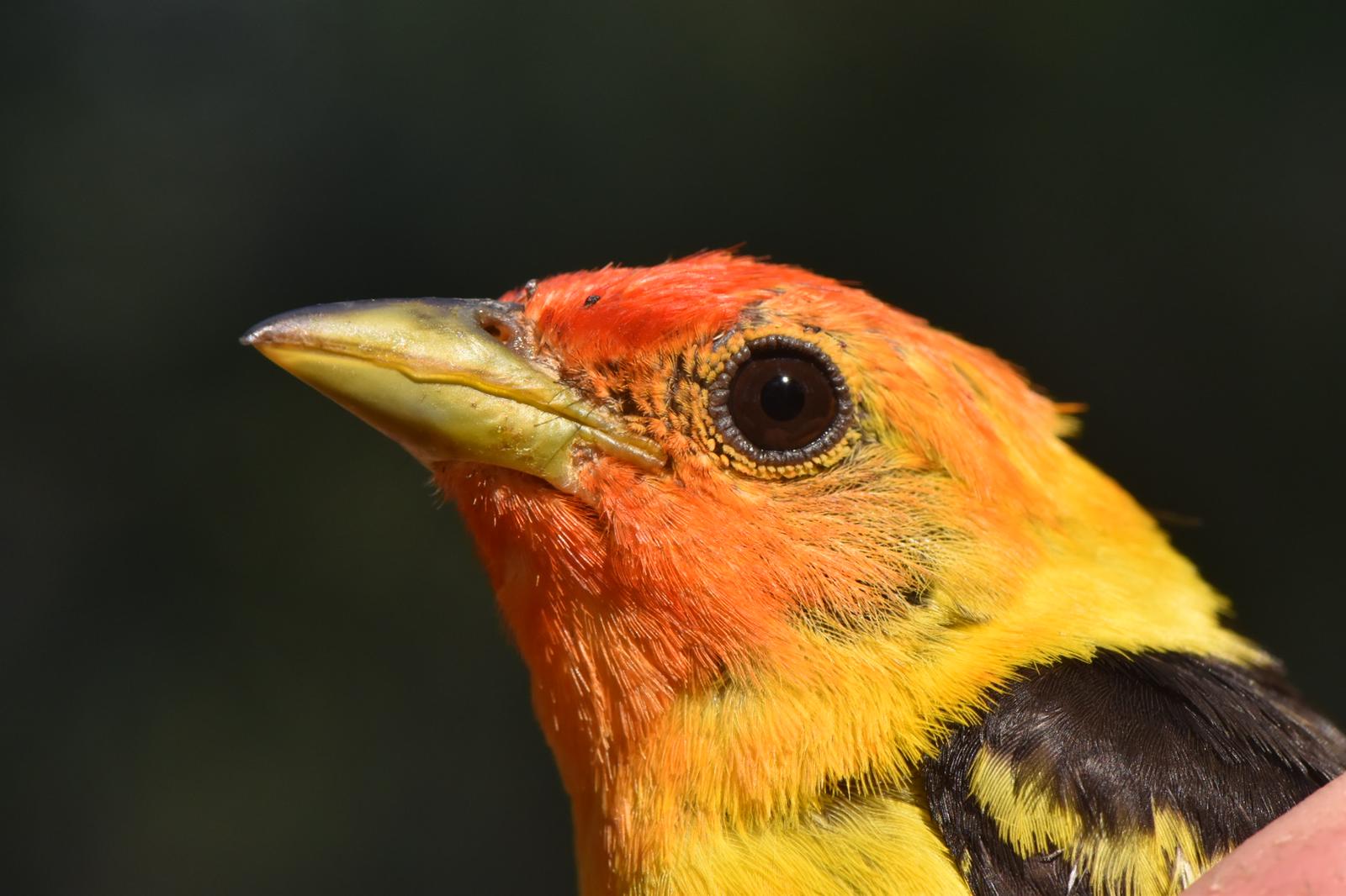 an adult male western tanager with bright red head and yellow body