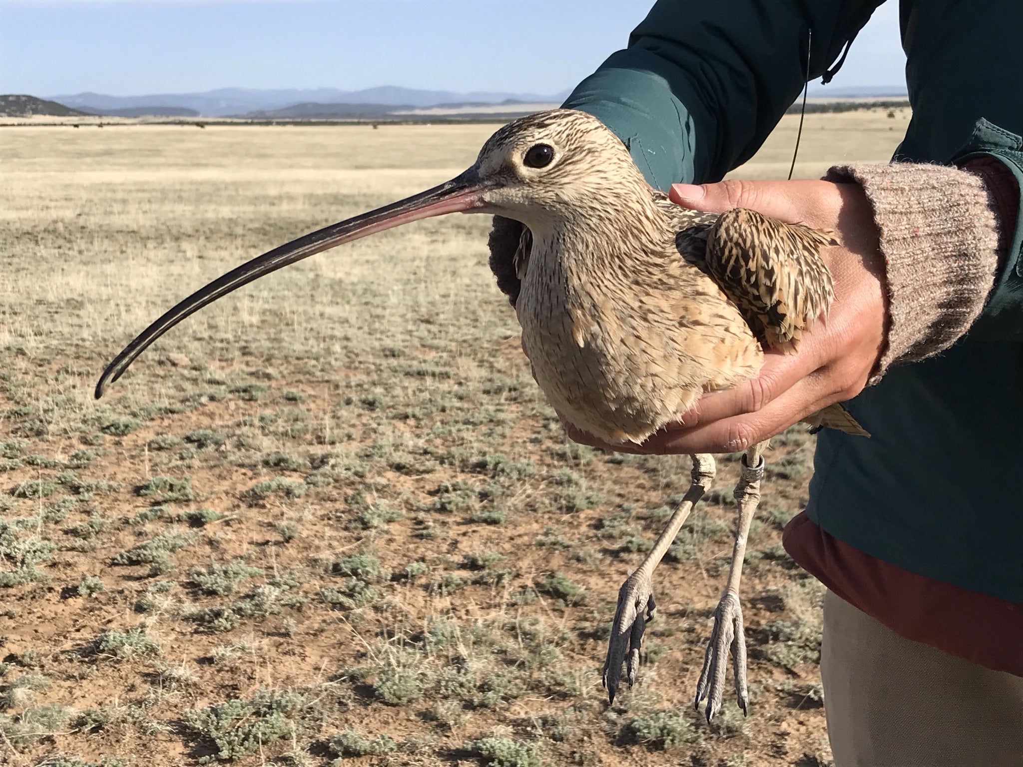 Close up of a Long-billed Curlew named being held. The transmitter antenna is visible poking up from his back.