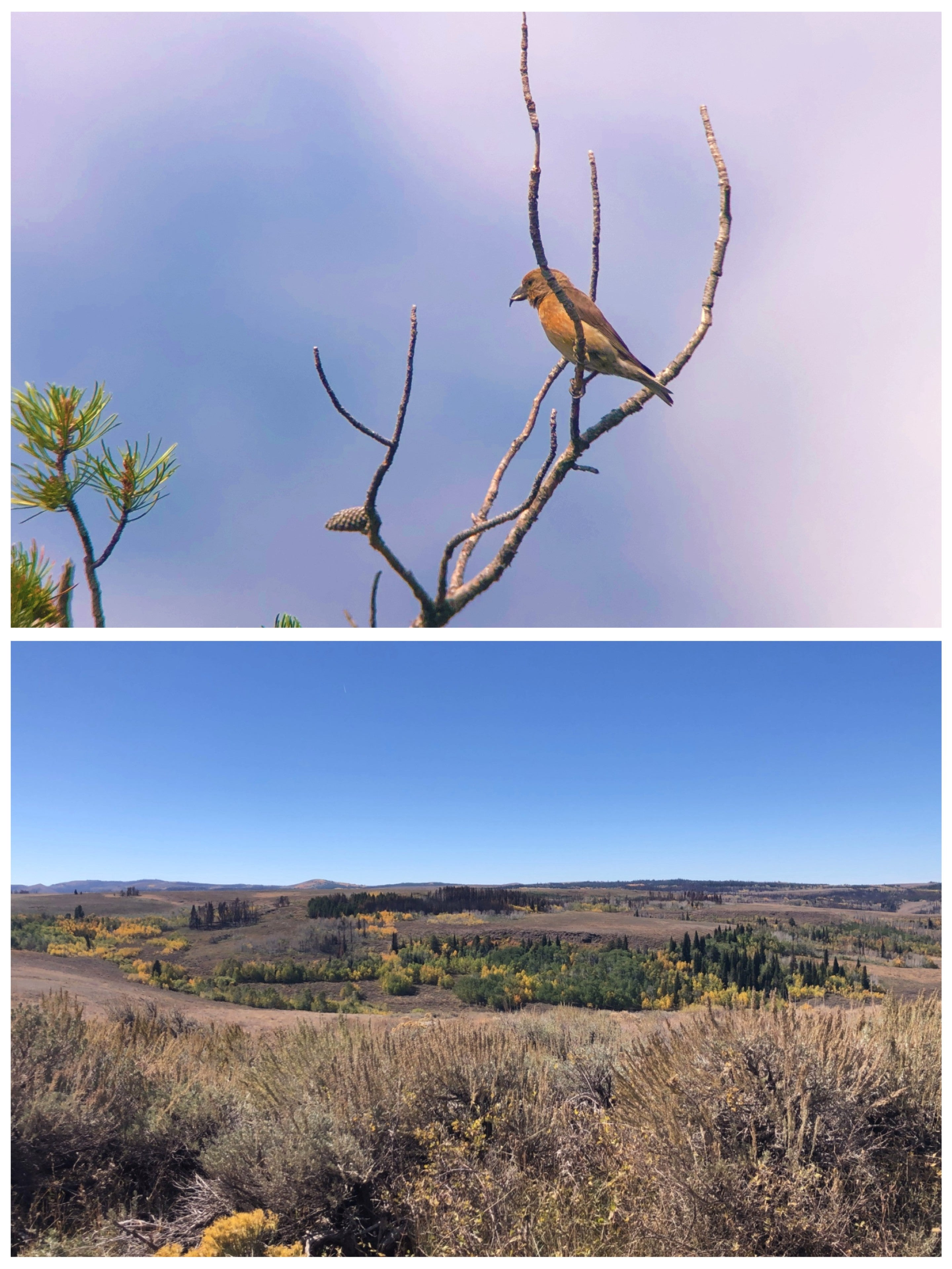 Collage picture. Top picture is of a reddish bird perched on a dead tree branch. Bottom picture is of landscape that has shrubs and grass on it