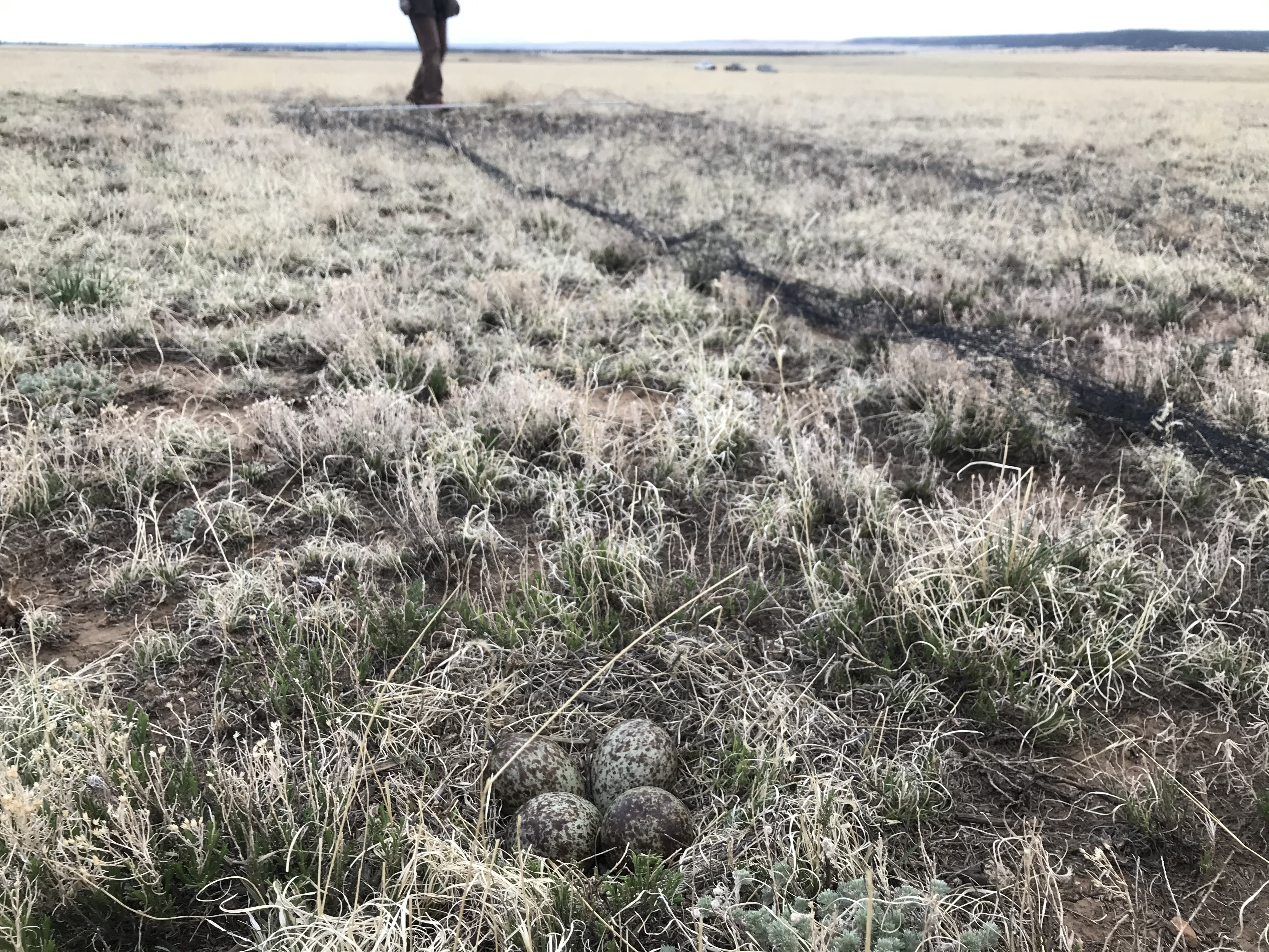 In short grass, a Long-billed curlew nest with four eggs is centered in the image. A delicate mesh net lies on the ground inches away. In the background there is a person at the end of the net and some distant parked vehicles.
