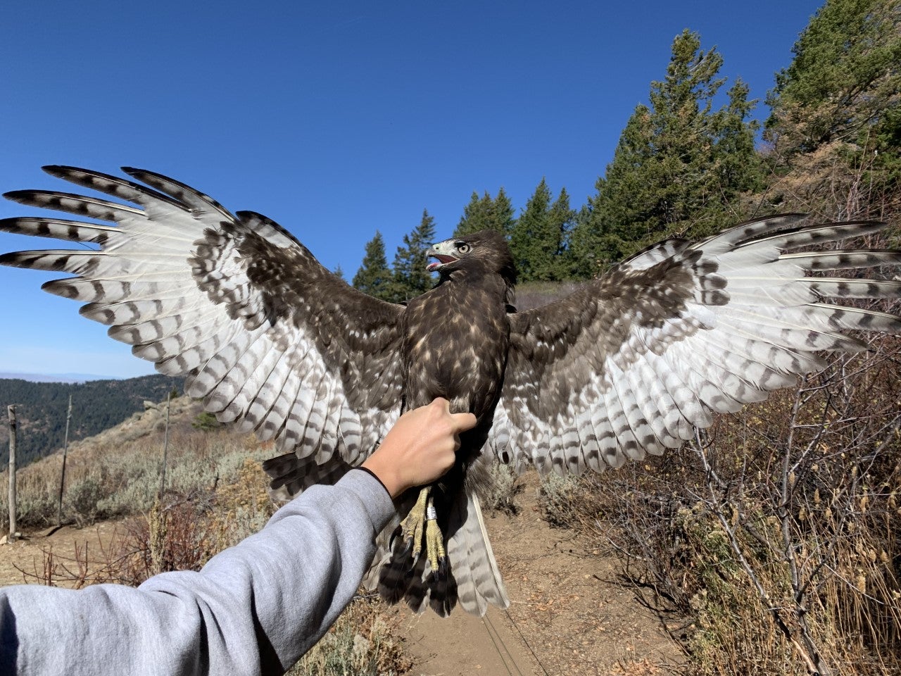 biologist holding a large raptor as it holds its wings open