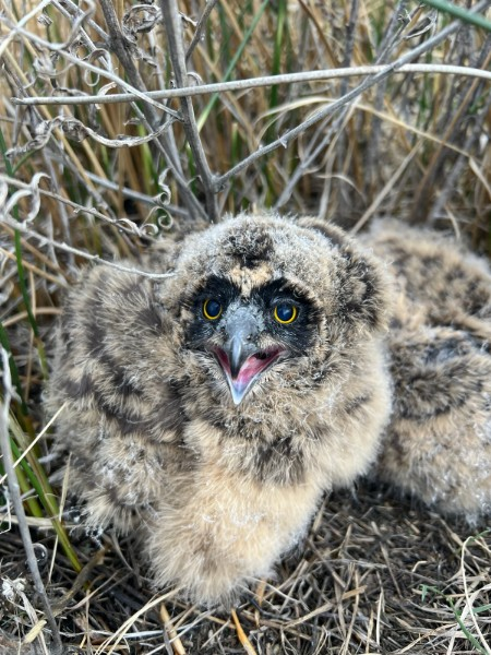 an extremely fluffy baby owl looks at the camera with a surprised face. A smaller brown fluffy chick is leaning up against its sibling in the background