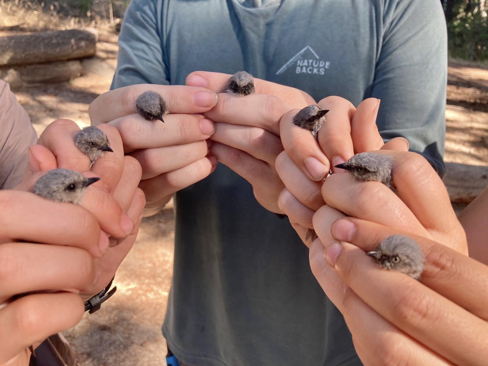 three biologists' hands, each holding a small gray birds