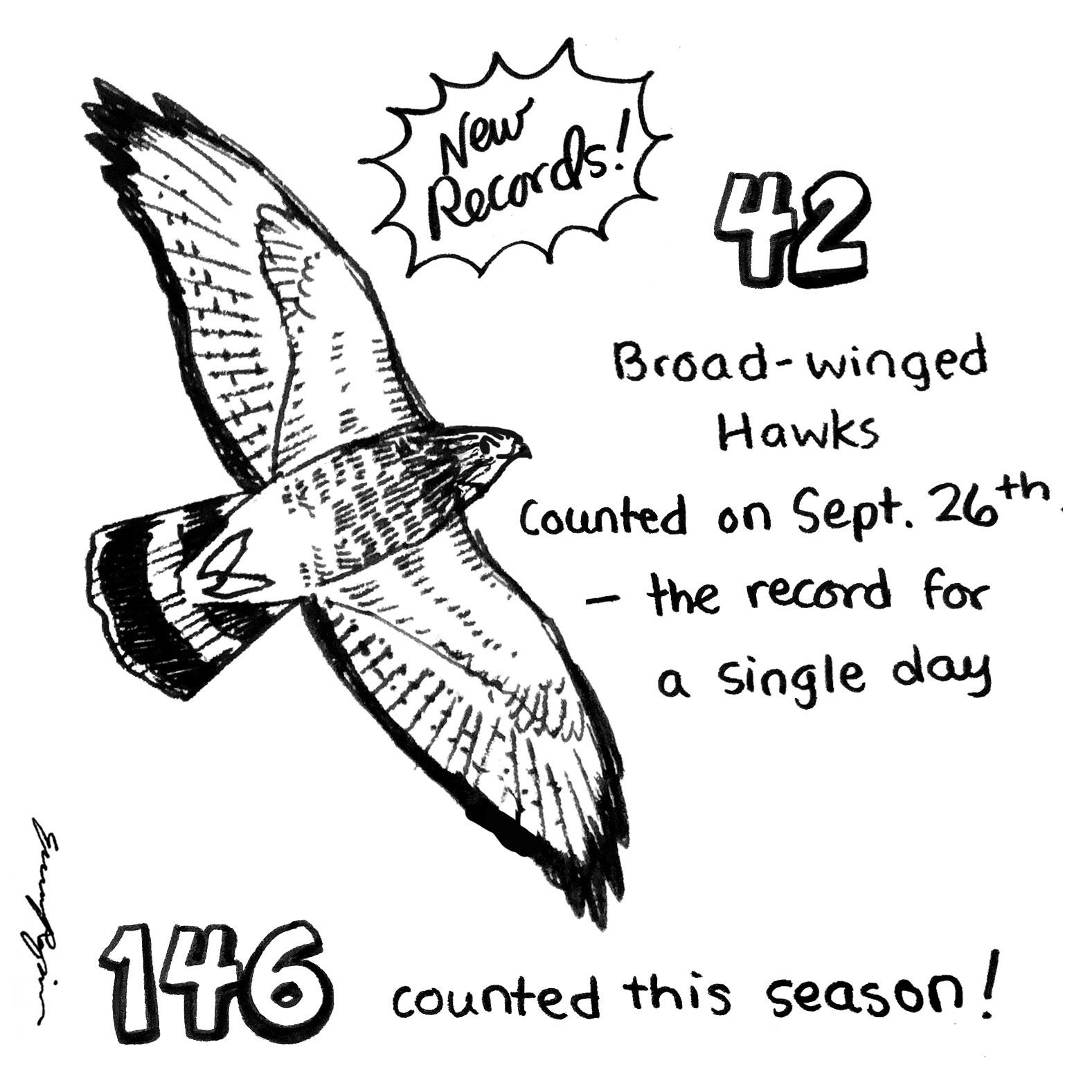 a hand-drawn sketch of a broad-winged hawk. 