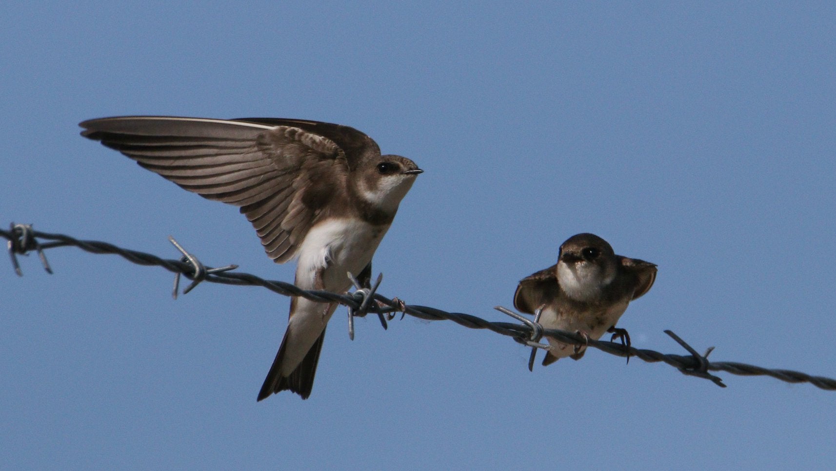 image shows 2 small brown and white birds on a barbed wire fence