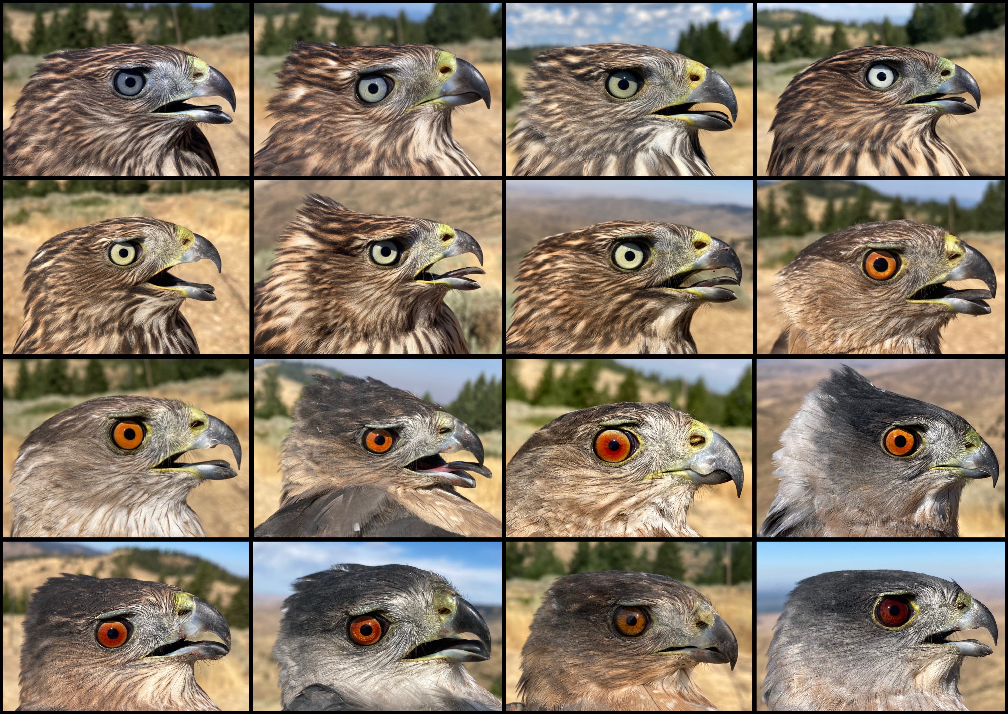 a series of 16 small photos showing cooper's hawk faces.