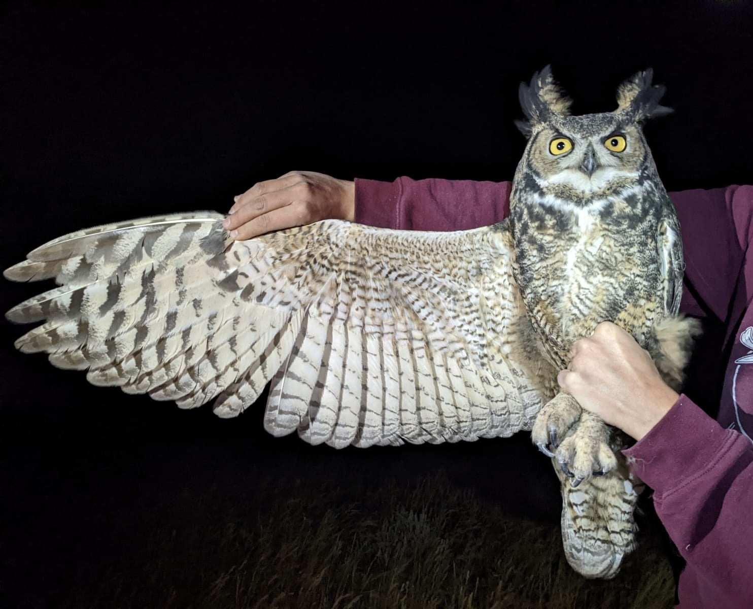 biologist holds owl gently extending it's wing open