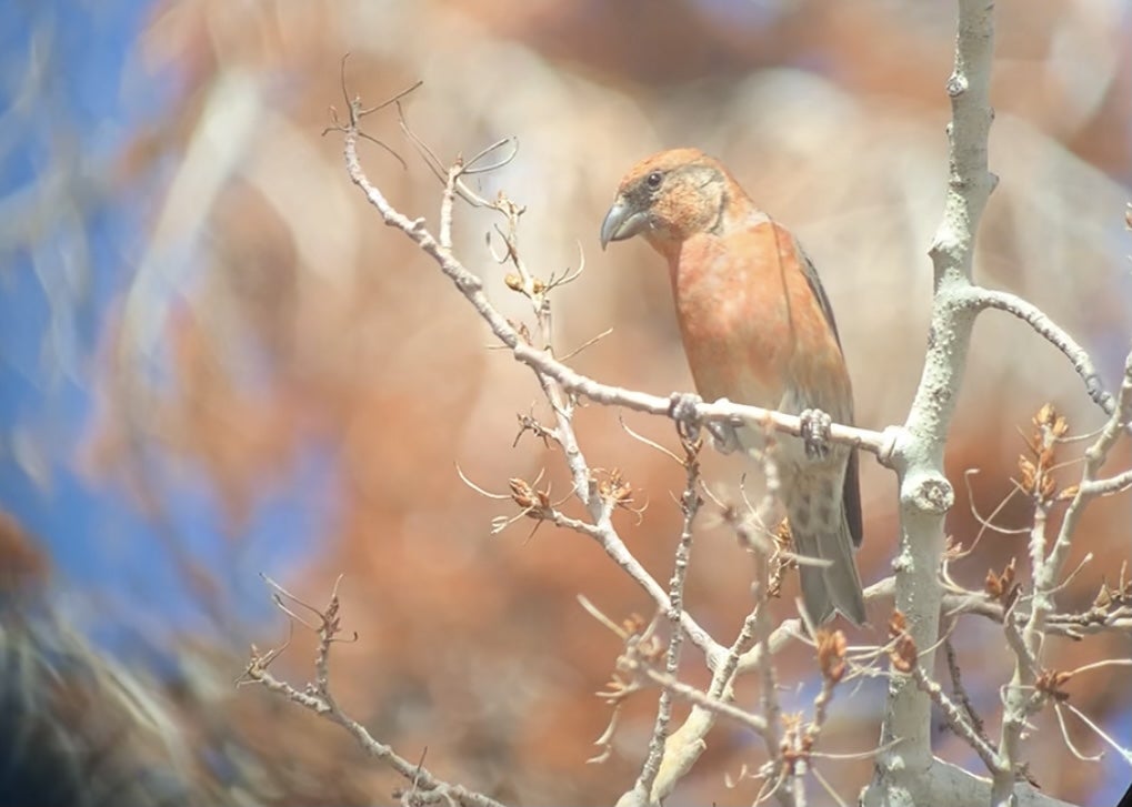 a red finch sits on some aspen twigs. It's bill is huge with tips that cross rather than meeting in the middle