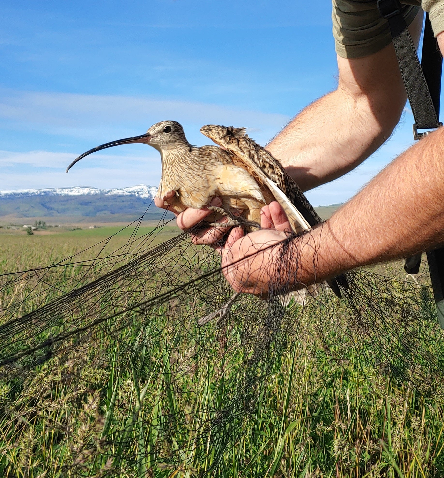 a biologist holds a curlew that is wrapped in thin black netting. One hand detangles the net while the other gently holds the bird. snowy mountains and grassland show in the background