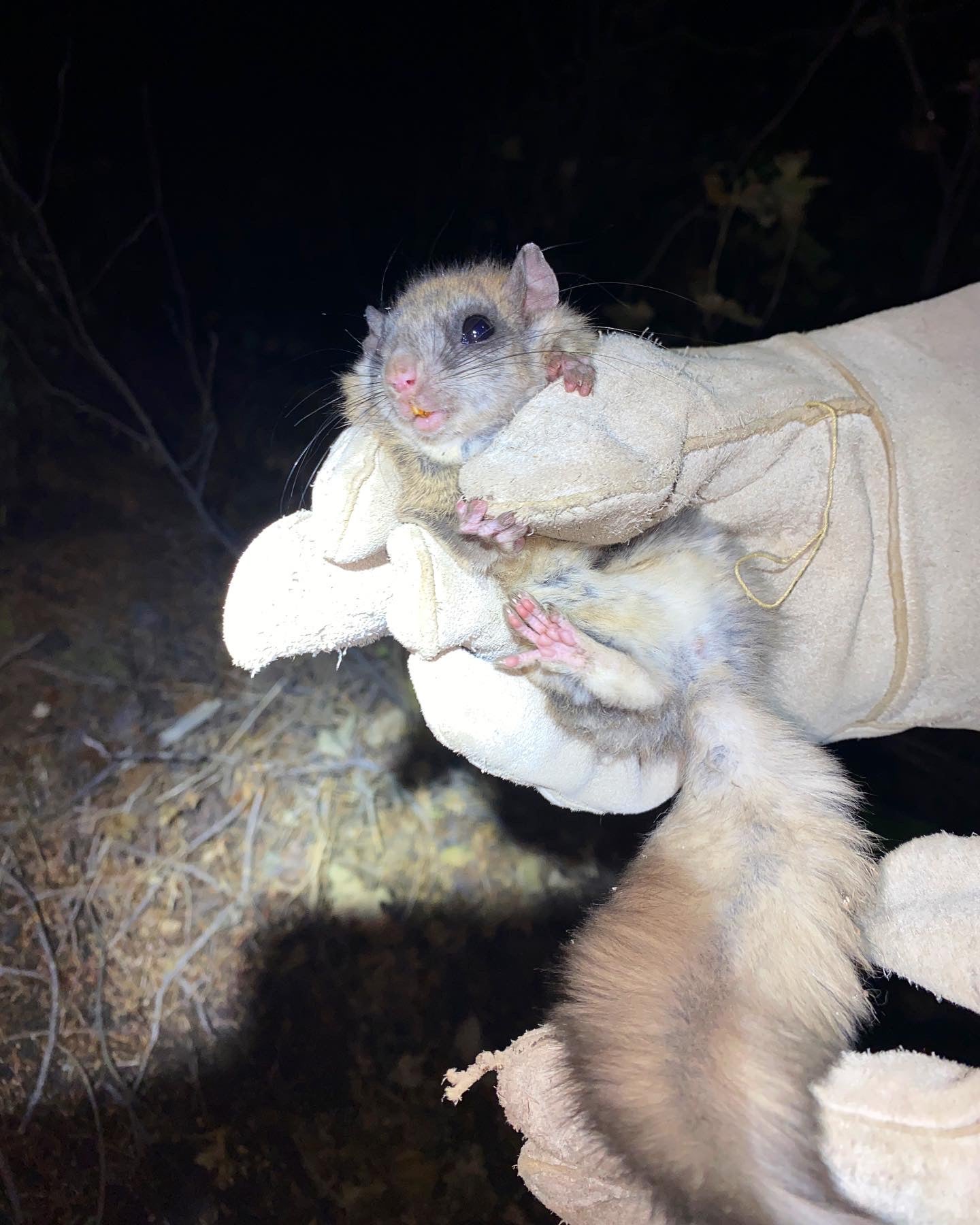 a small mammal in a gloved hand of a biologist