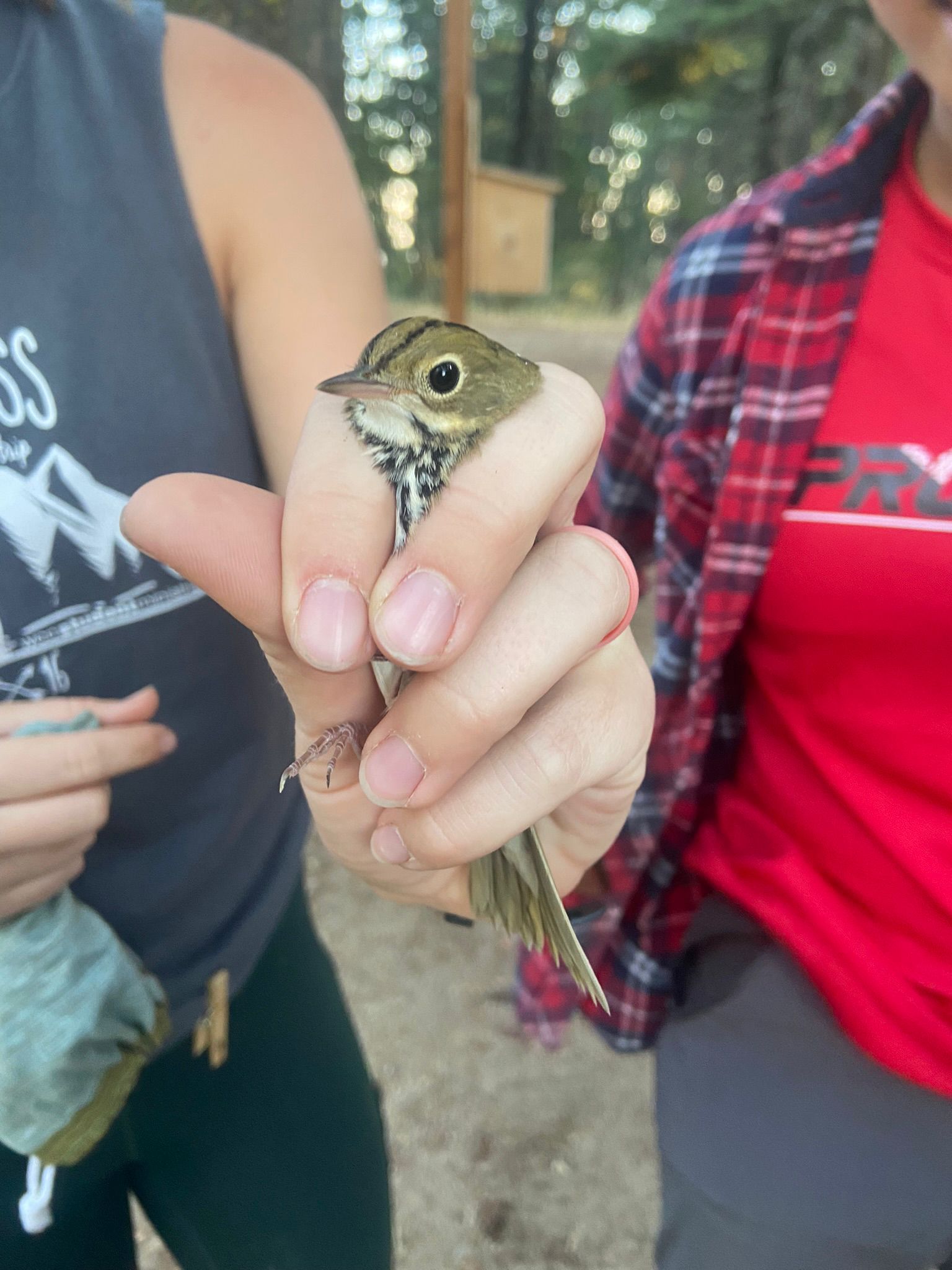 biologist holding a small brown songbird gently in the hand
