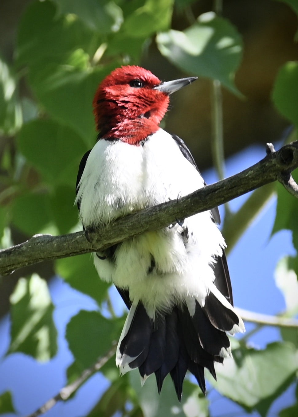 a closeup photo of a beautiful red-headed woodpecker