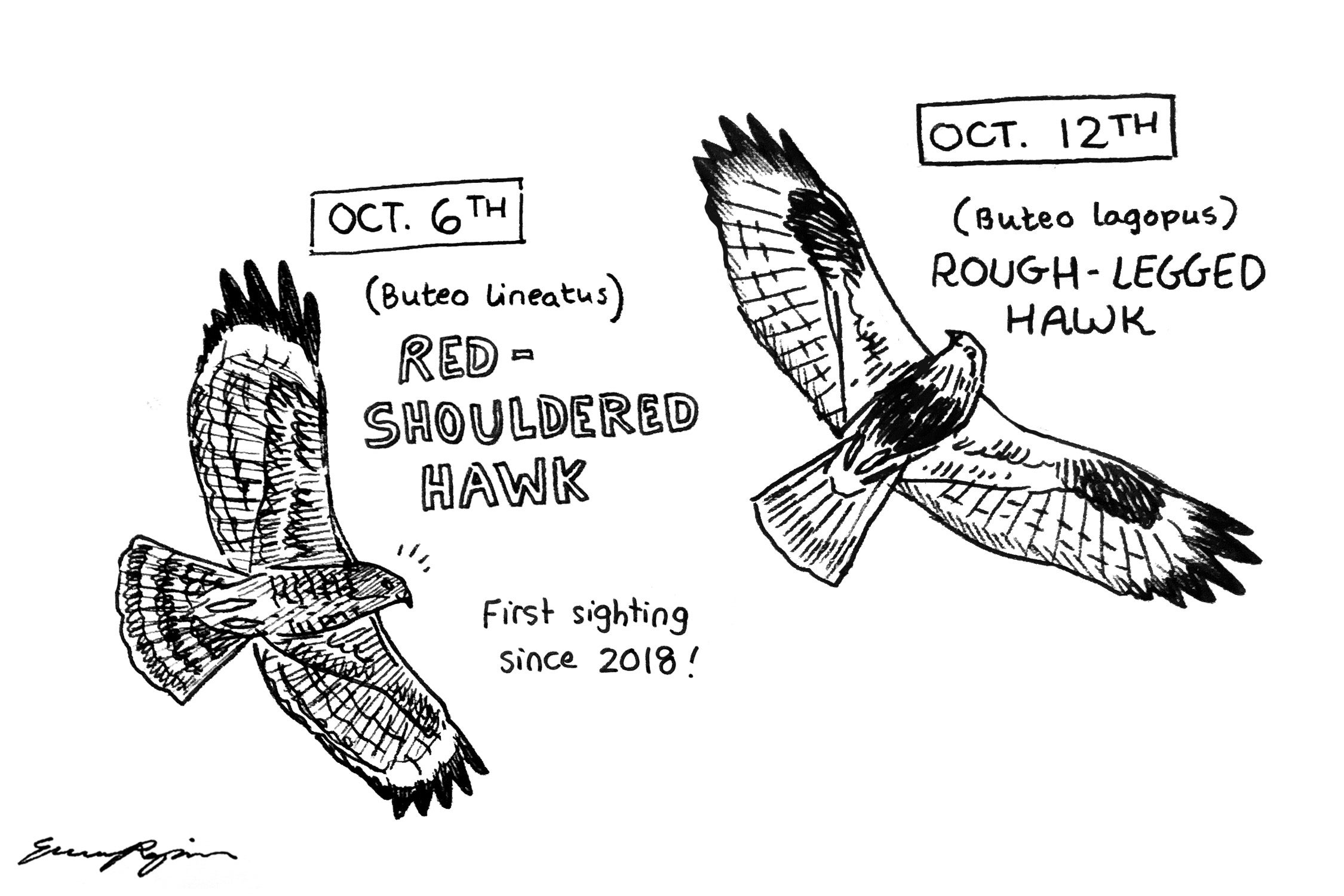 cartoon-style sketch of Red-shouldered hawk and rough-legged hawk