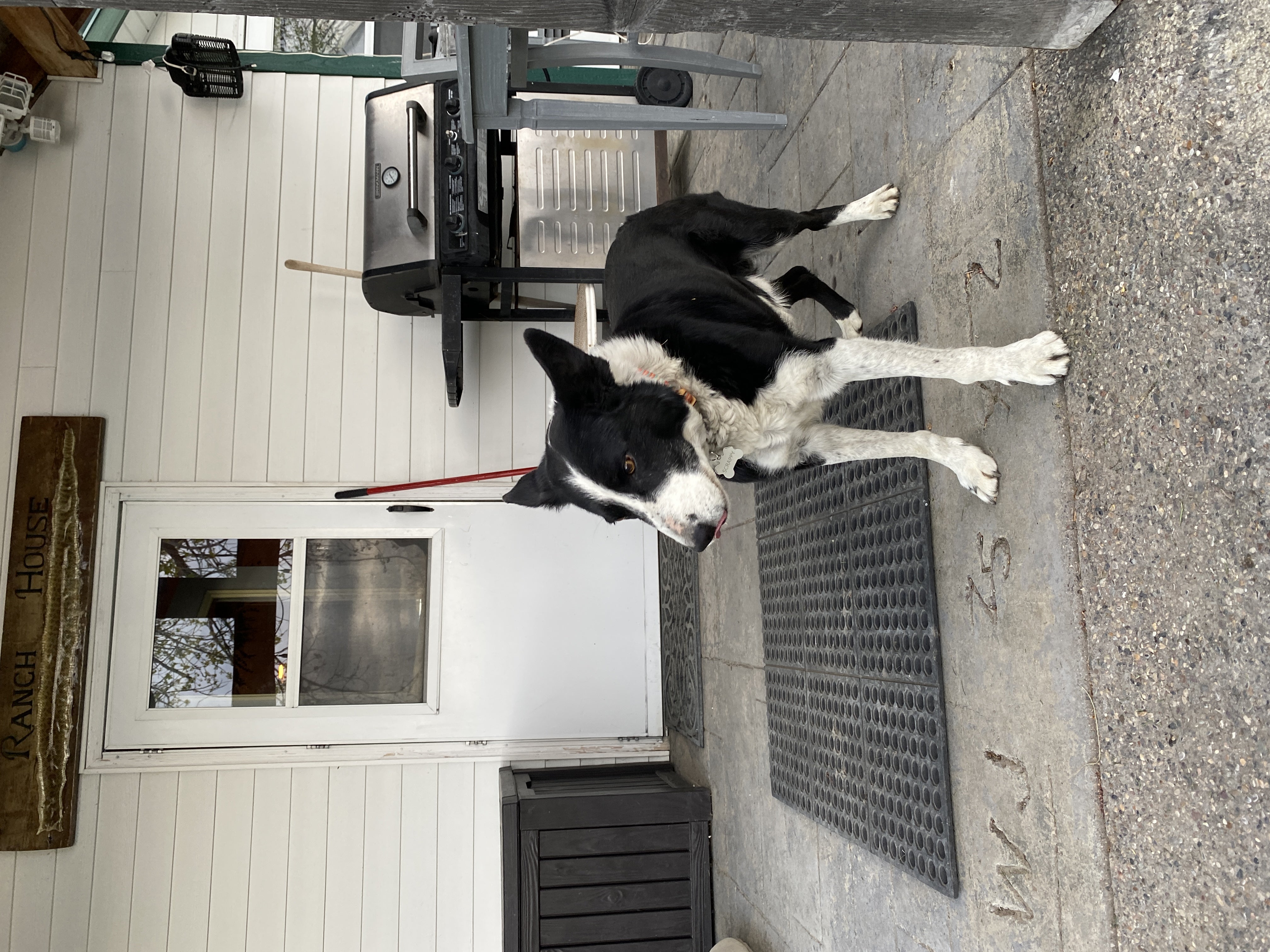 image shows a black and white sheepdog stands on the porch of a house. The sign above the door says "ranch house"