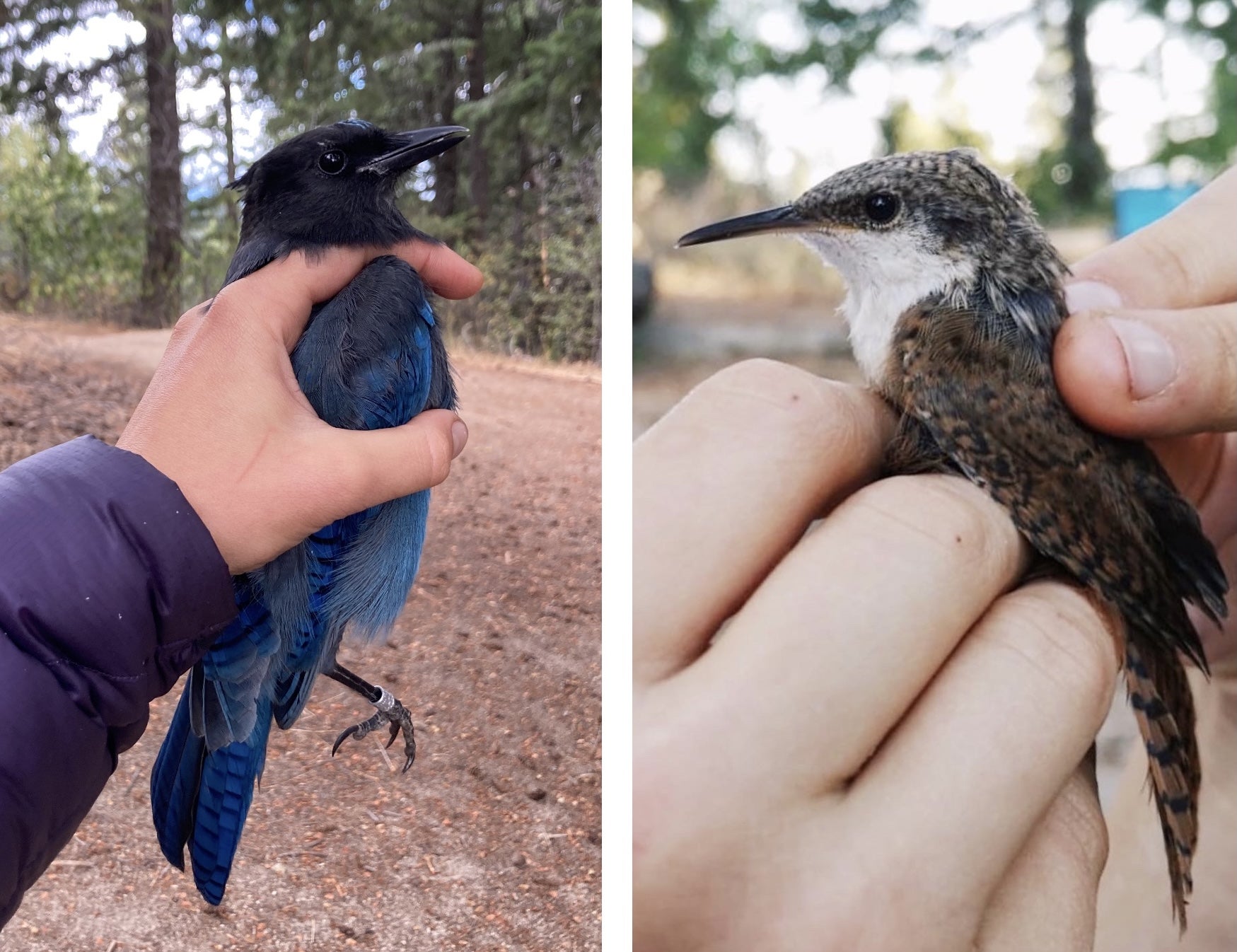 2 different birds, one blue and one rusty brown