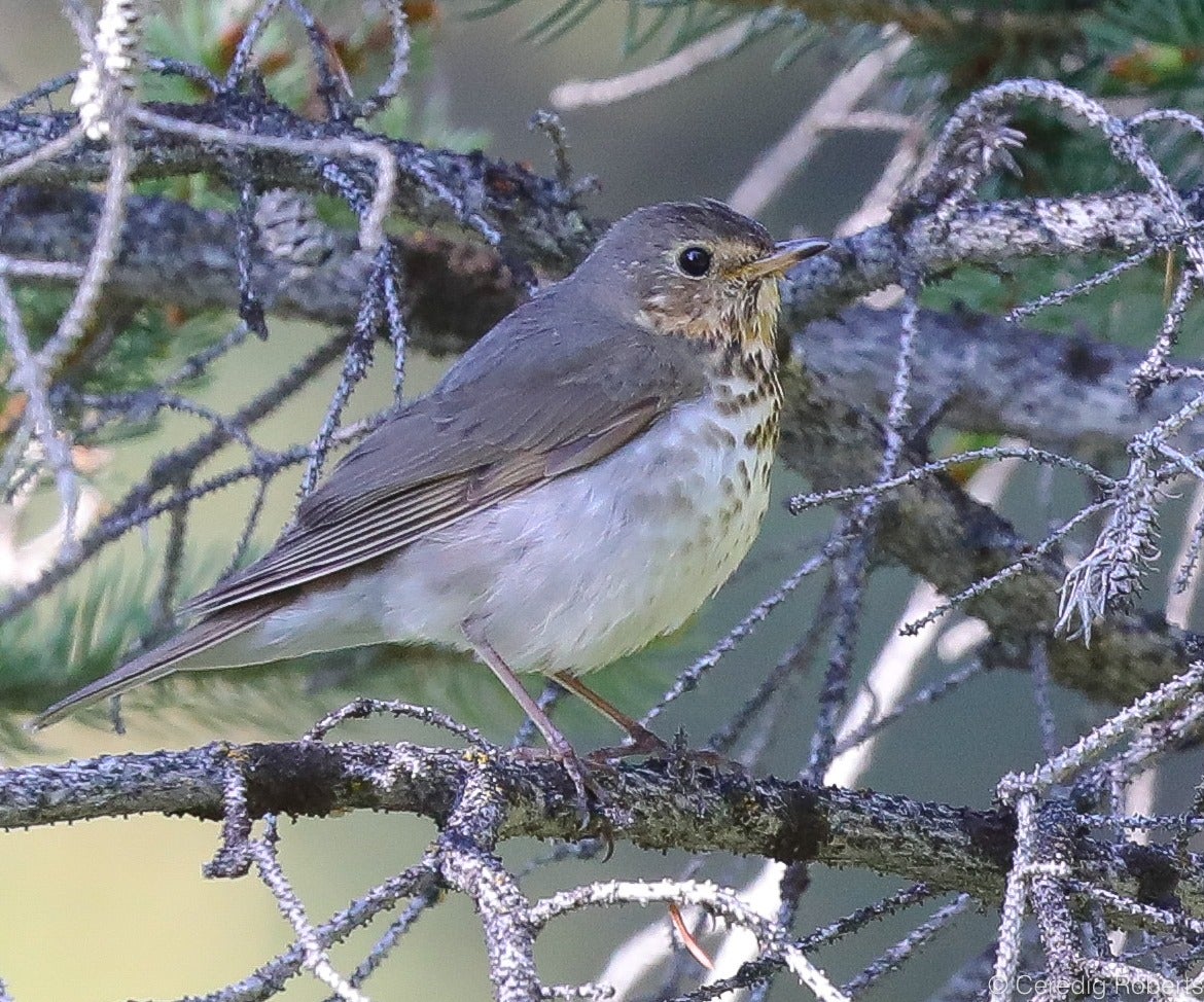 A photo of a swainson's thrush