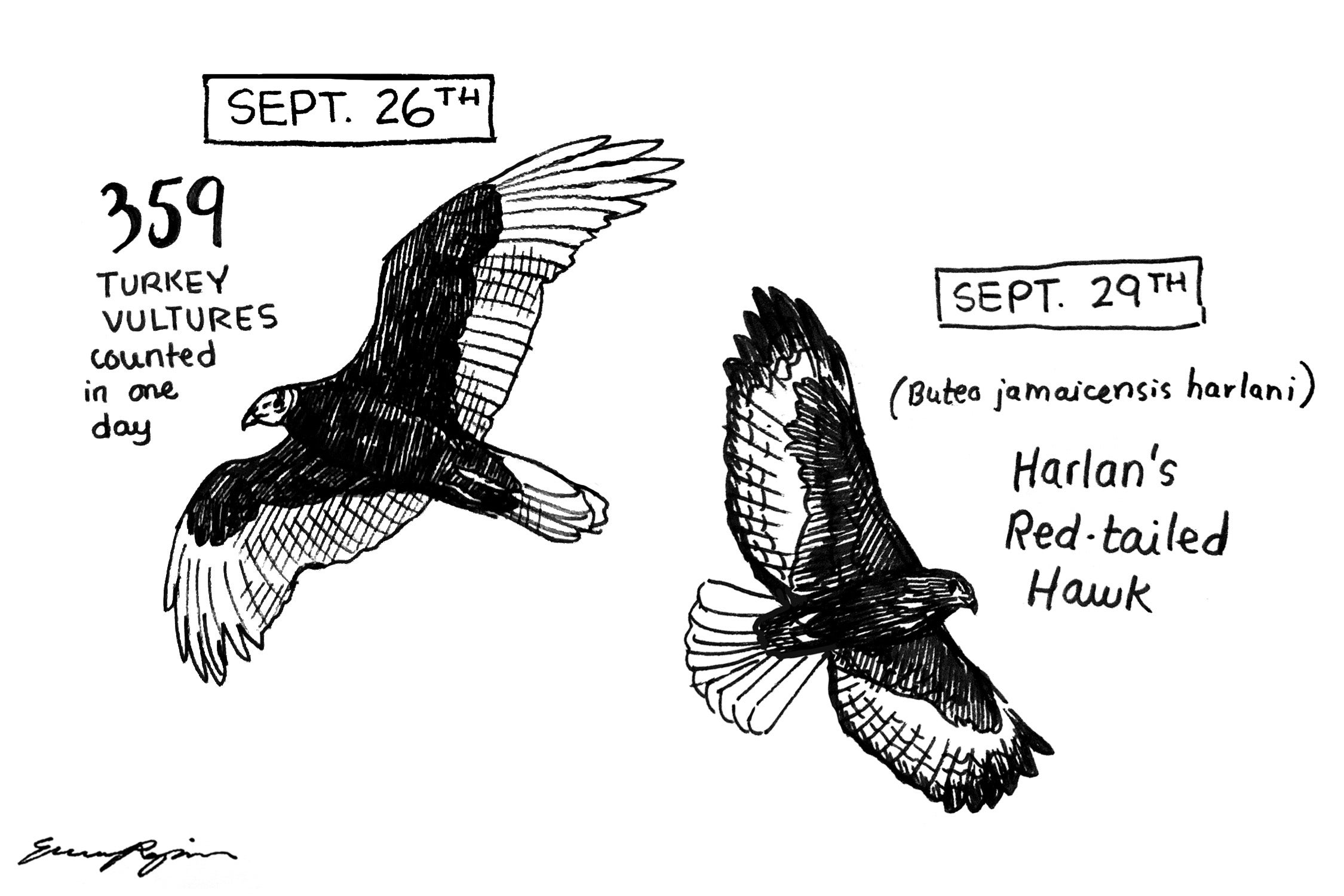 sketch of a turkey vulture and a Harlan's red-tailed hawk