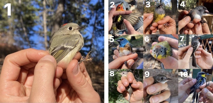 collage of ten individual songbirds in the hands of scientists