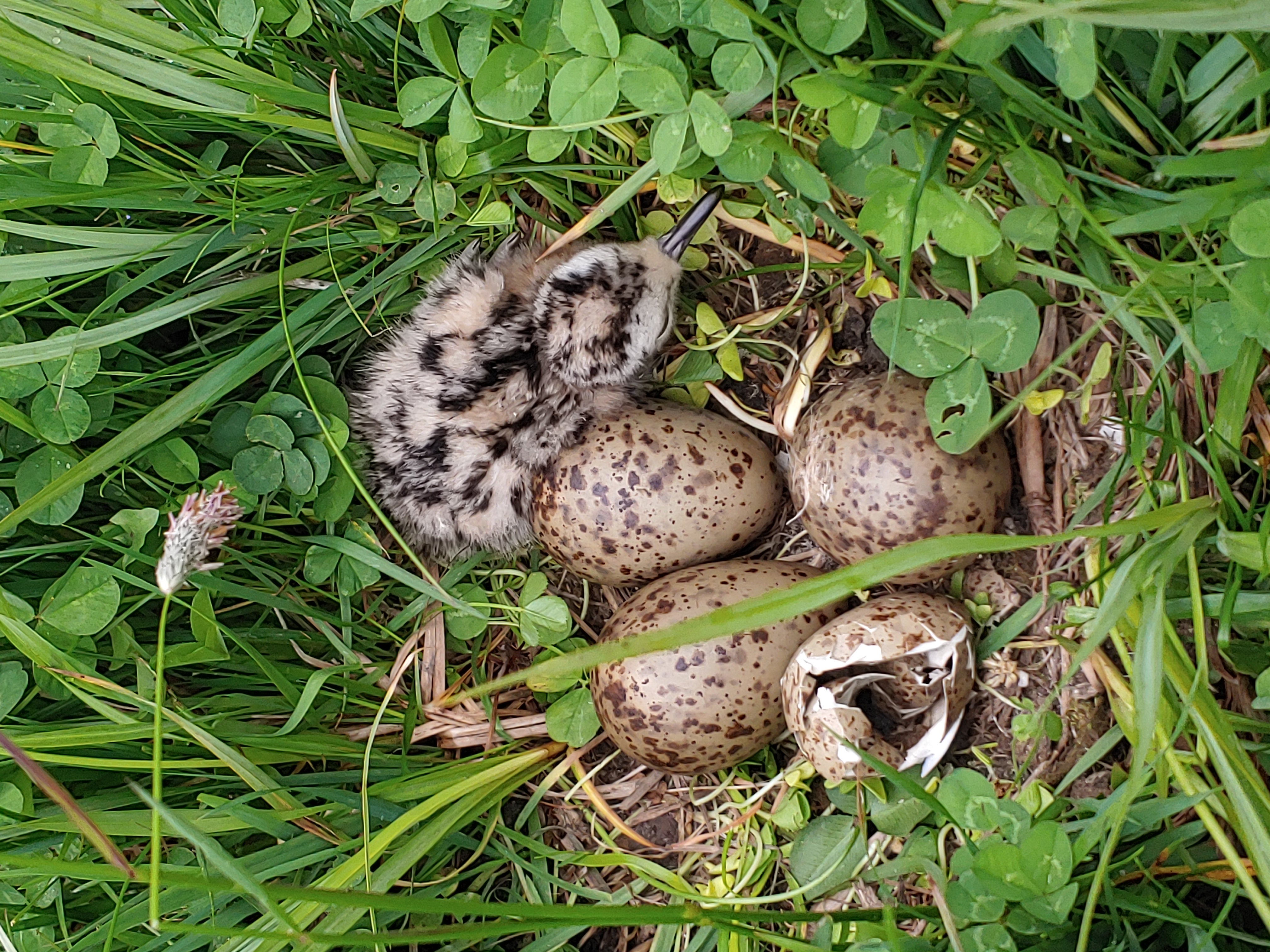 image shows small brown and white baby bird in a ground nest along side 3 unhatched green speckled eggs and an empty egg shell camofluaged in green grass