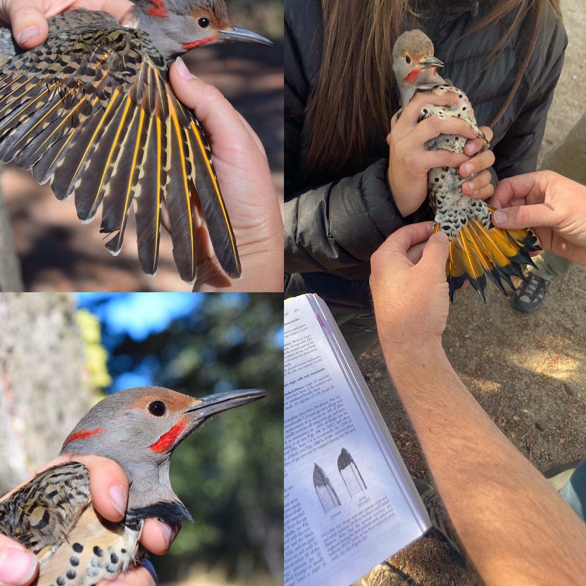 collage of images showing a flicker