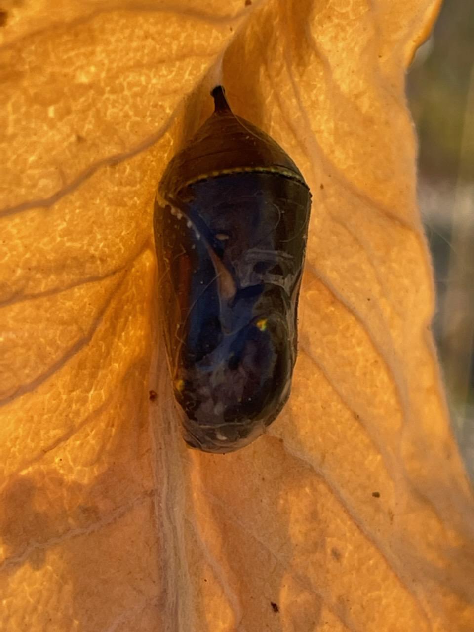 the chrysalis is all black, with no green. It still has some gold spots