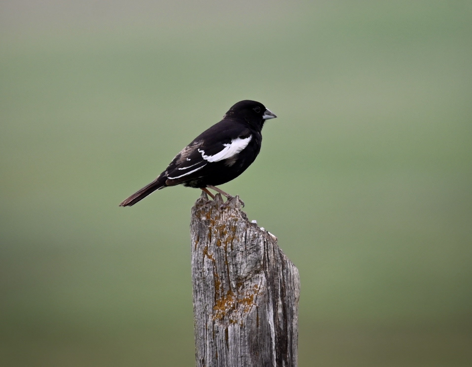 a sharp black bird with white shoulder patch sits on a fence post
