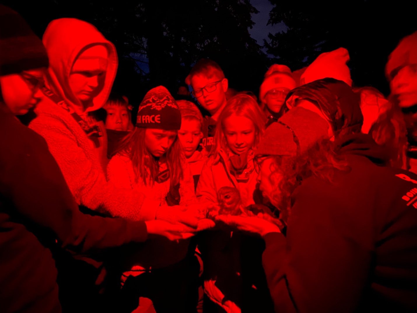The photo is taken in red light and appears all black and red. about ten students gather around with outstretched hands held together to make a platform. A tiny adorable saw whet owl sits perched on their hands as heather hayes leans in to help release it.