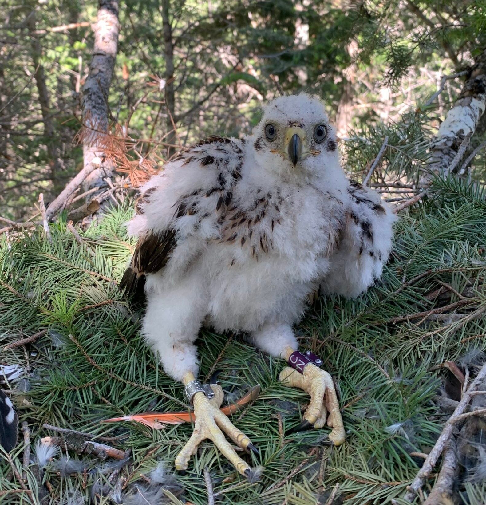 a fluffy nestling has mostly cottonball down, with just a few brown feathers beginning to peek through. Its large pale yellow feet grasp awkwardly on the nest and it can't quite stand on its own yet. It has a silver aluminum band on one leg, and a purple colored metal band on the other. The purple band has two white letters stamped into it.