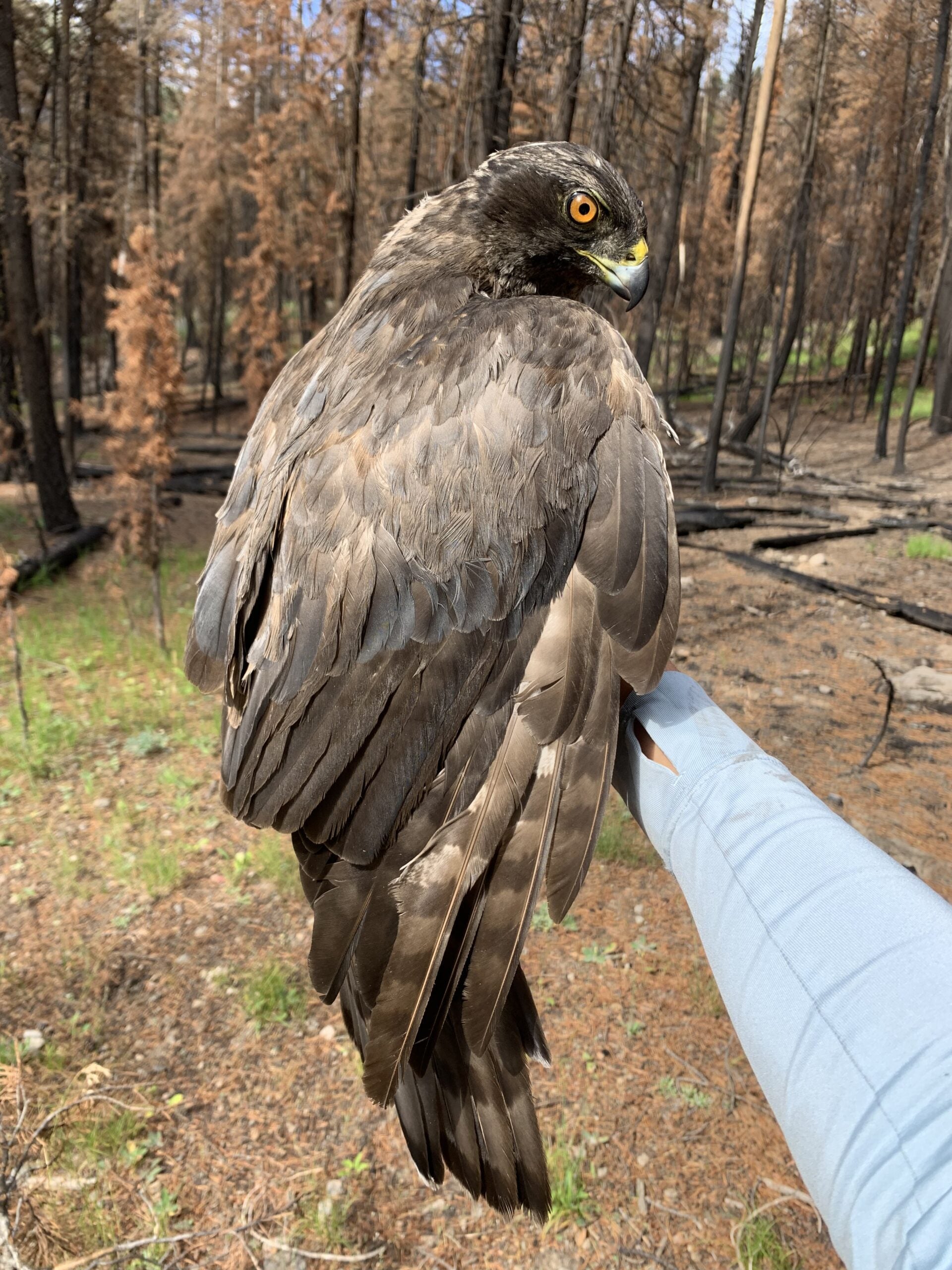 a dark blackish gray goshawk is held in a biologists outstretched hand. The goshawk is looking downward and to the side with intense orange eyes. Behind is a burned forest scene with darkened tree trunks, orange dead conifer needles, and mostly bare understory