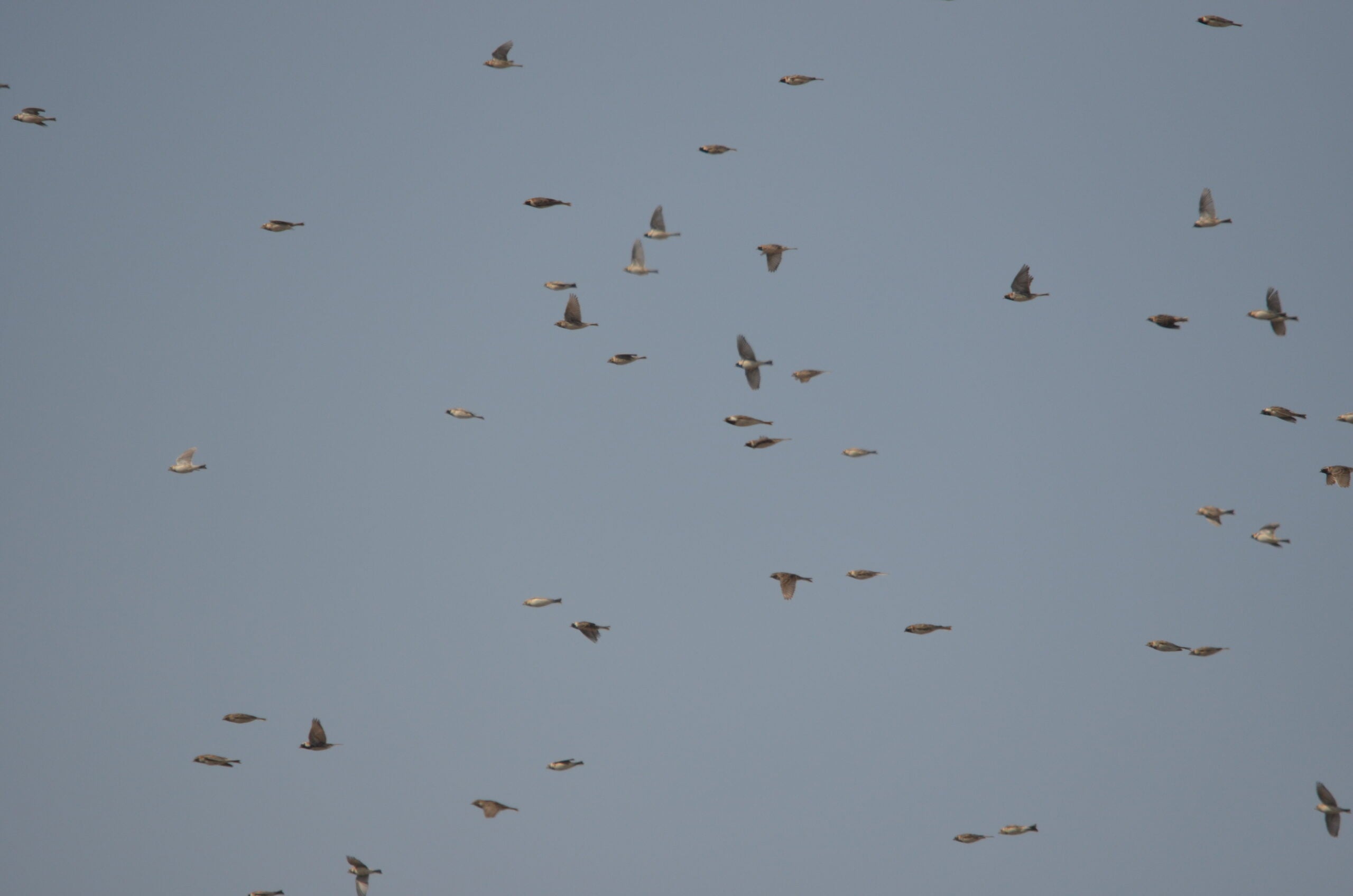 about 50 small brownish songbirds in flight against a blue sky