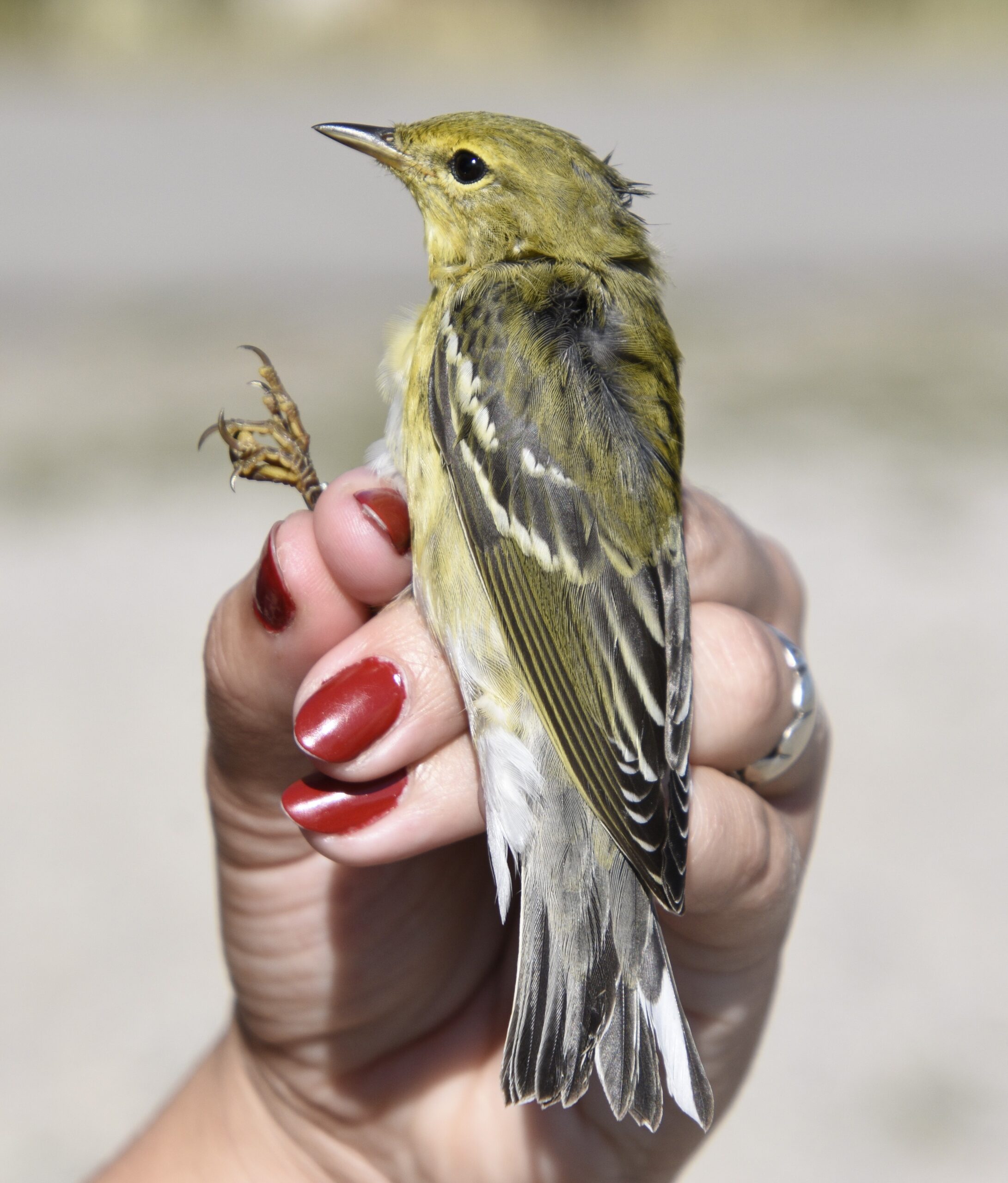 A small yellowish bird with black on it's wings being held in photographer's grip 