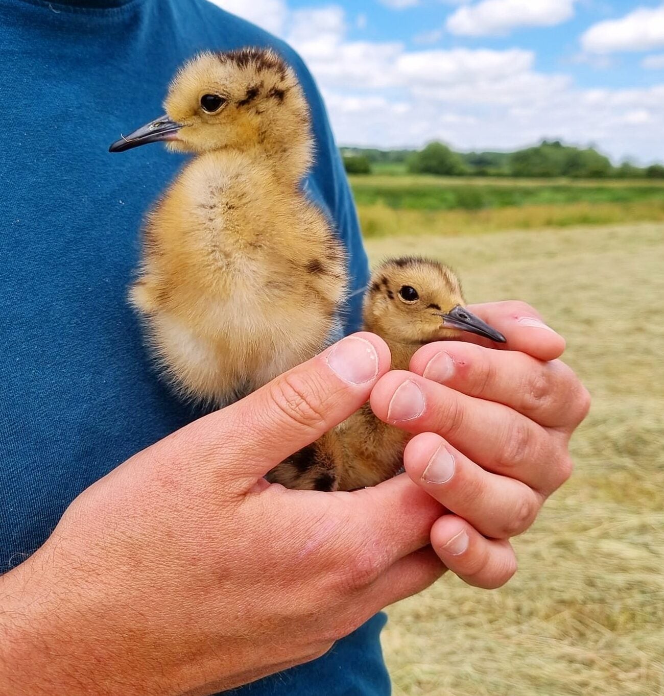 a biologist's hands gently cup two tiny curlew chicks. The chicks are small enough to fit in to the palm of each hand. One chick stands upright in an adorable alert posture. The other is nestled into his palm, looking quite relaxed.
