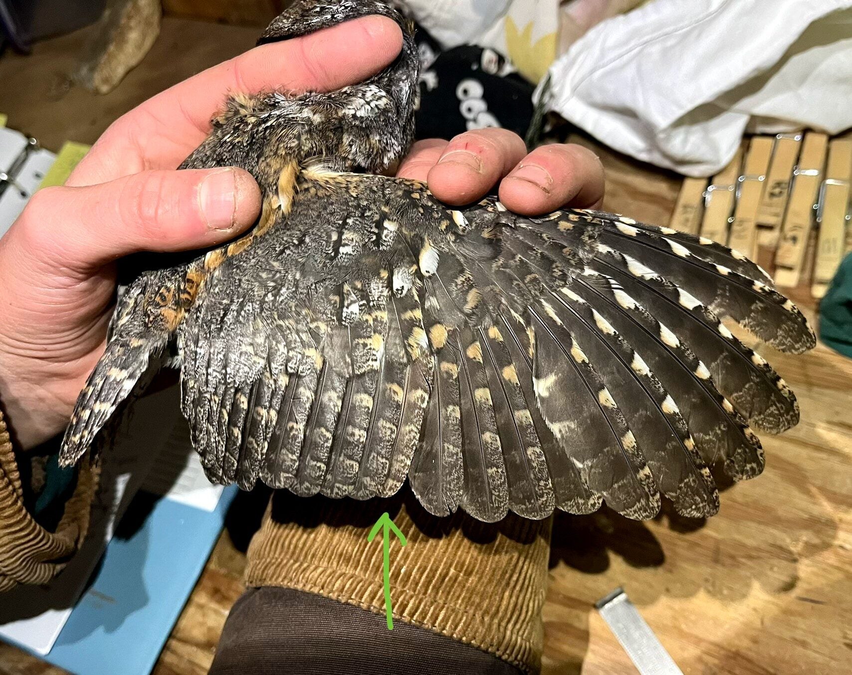 The hands of an owl bander holding the body of a small brown owl in the left hand and gently extending the wing with the right hand. A green arrow points to an old lighter brown feather amongst brand new darker feathers