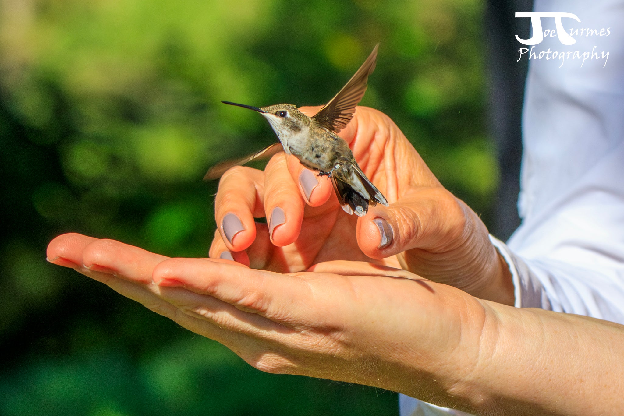 a small grayish hummingbird hovers in flight just over a person's outstretched palm. The photo was taken the moment the bird took off from the person's hand