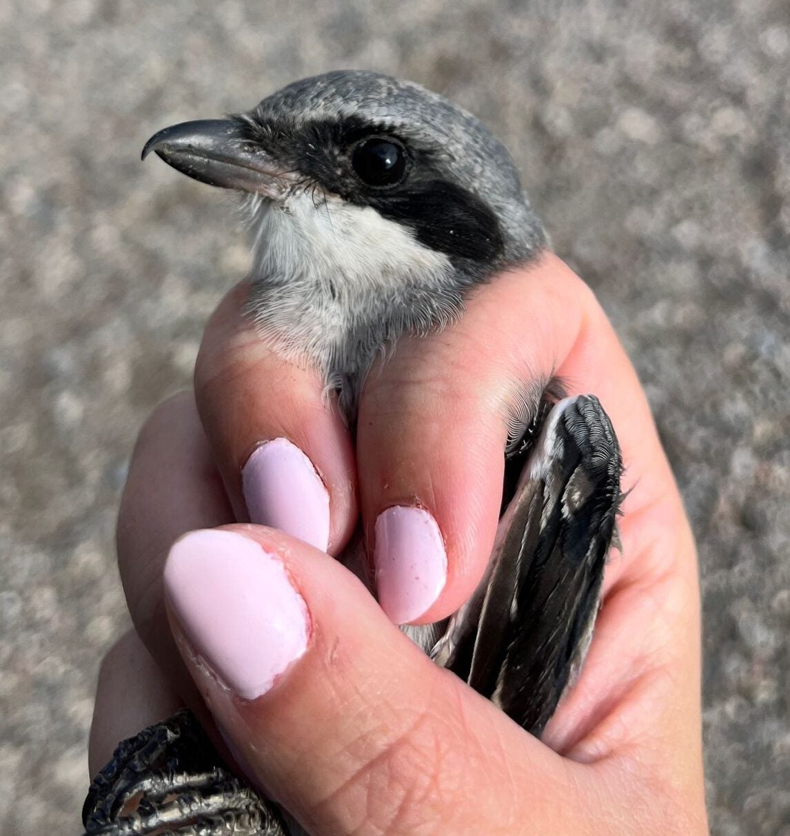 a closeup of a Loggerhead Shrike's face. The bird is being held safely in banders grip by a biologist's hand. Her fingernails are painted with pastel pink nail polish.