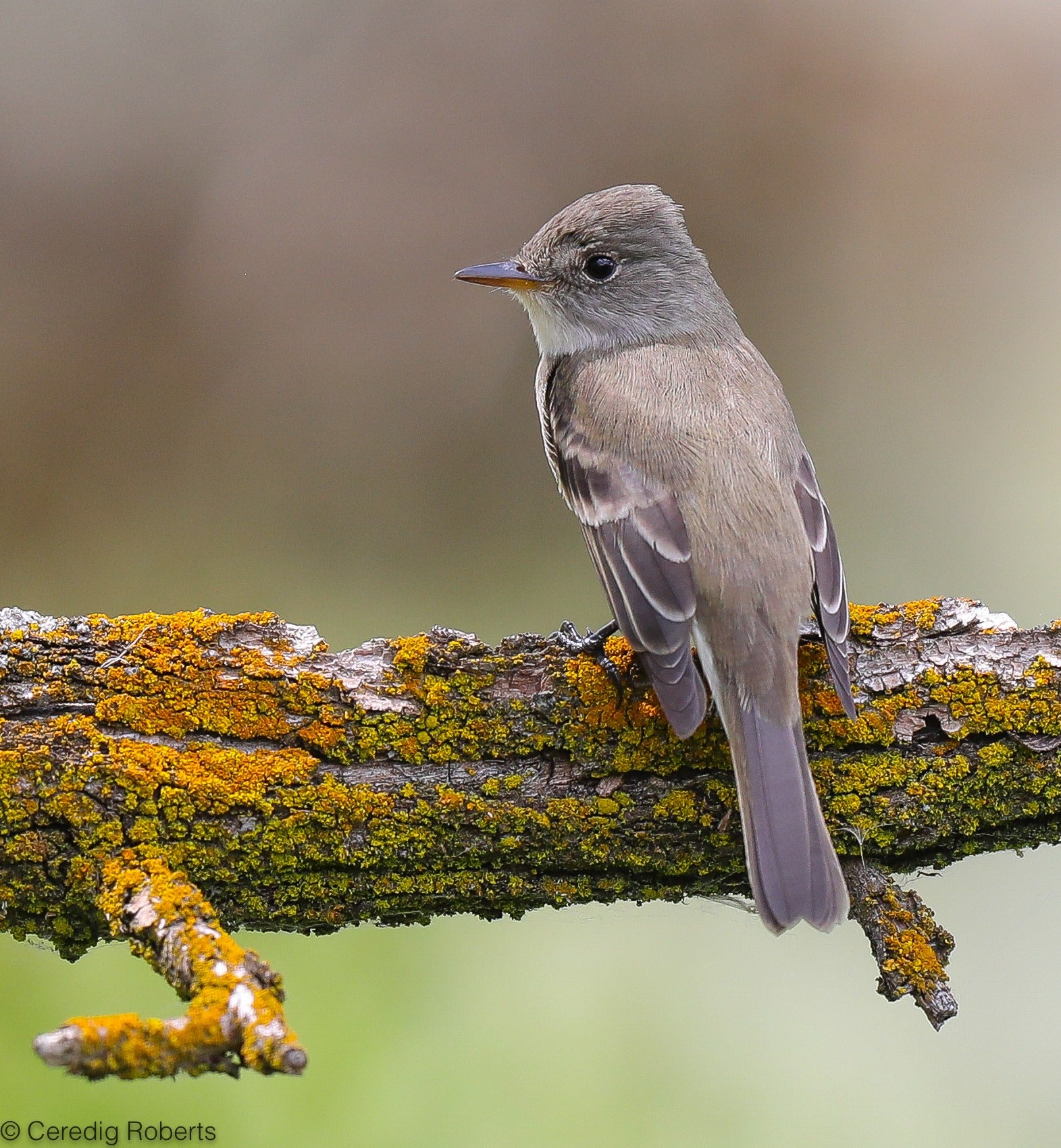 a Willow flycatcher perched on a lichen-covered branch