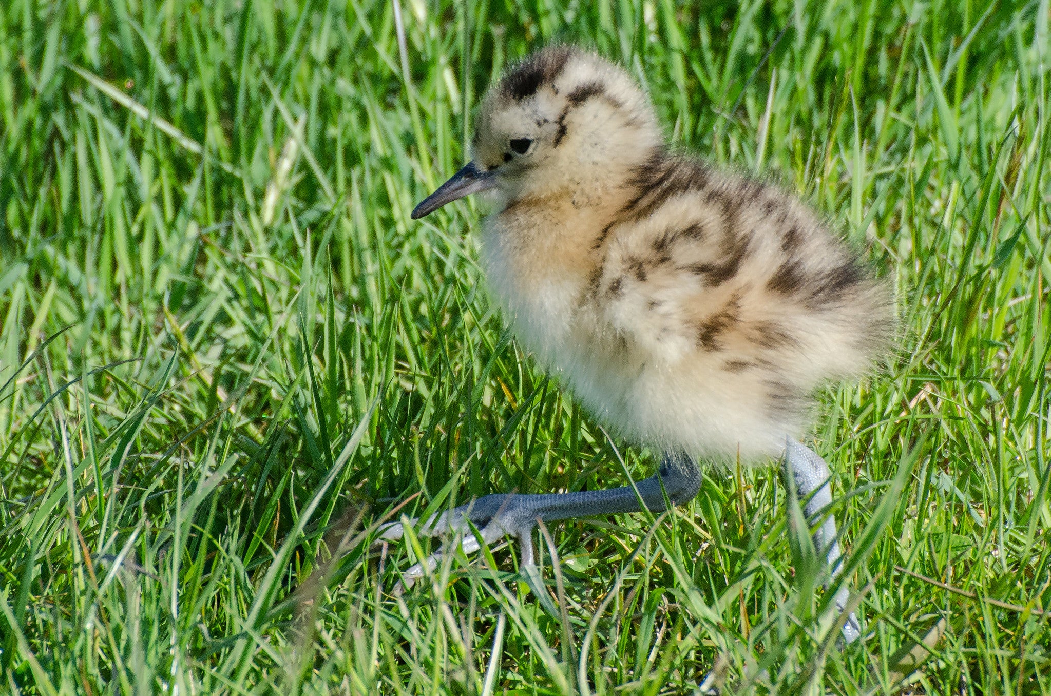 an adorably fluffy curlew chick with buffy tan down and dark brown leopard spots runs through the grass. The chick's blue-gray legs look huge in proportion to its body. Its bill is still short, so it doesn't look much like its curlew parents yet!