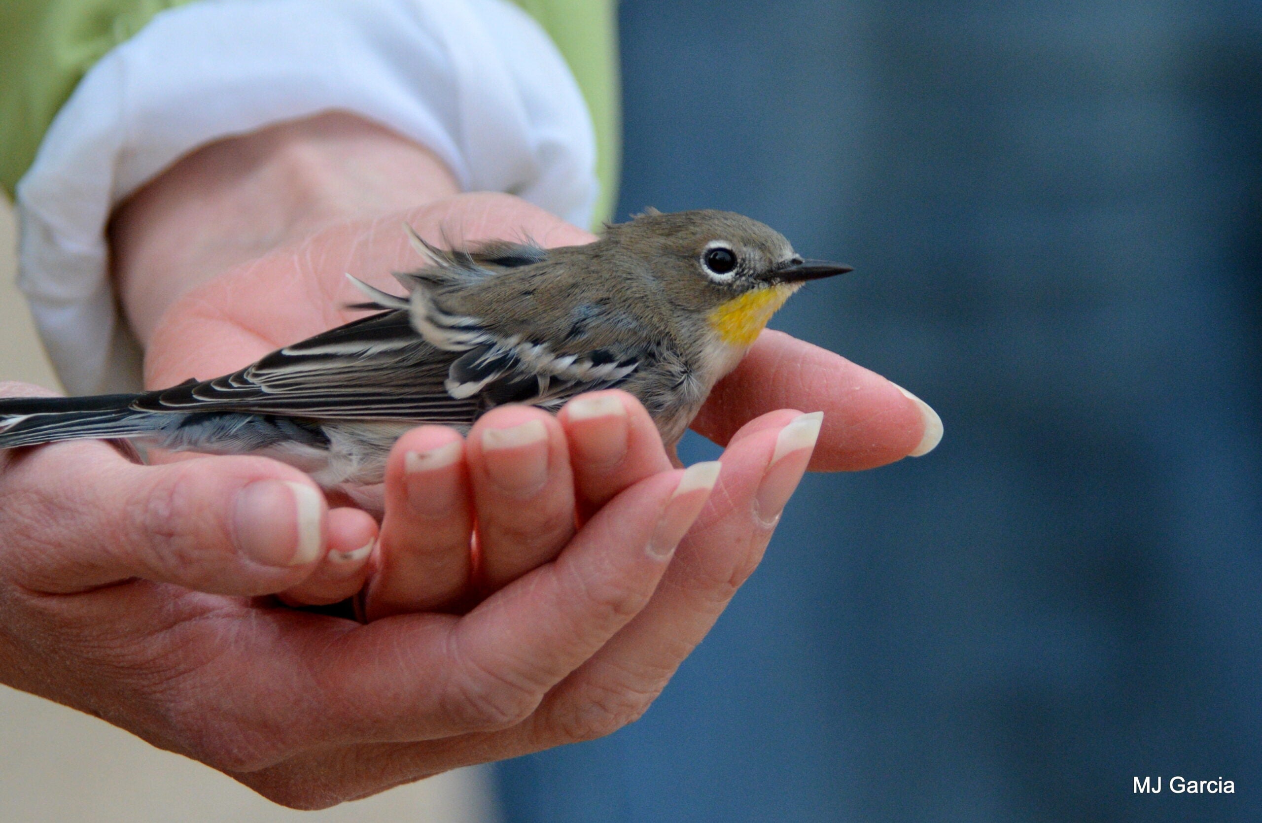 a person's clasped hands hold a small tan and yellow colored Yellow-rumped warbler.