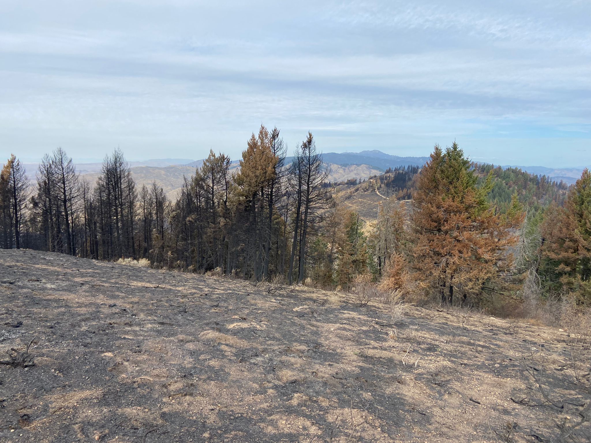 the doug fir trees in the left of this photo are charred black and needle-less. on the right, the trees have scorched brown needles. What used to be sagebrush steppe in the foreground is now charred black bare earth