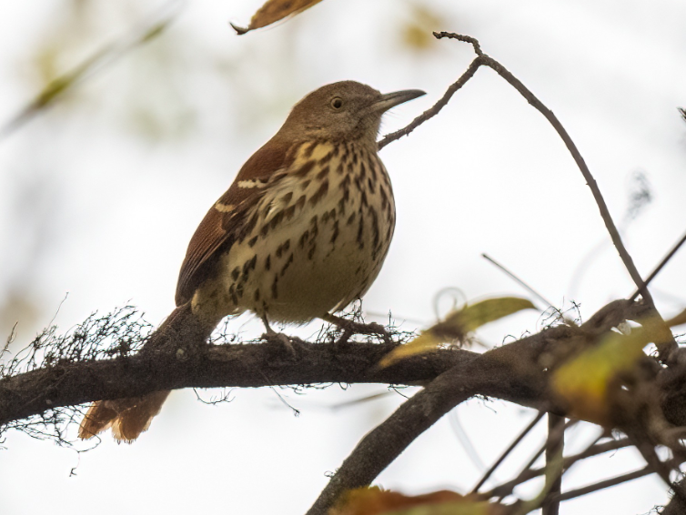 a red-brown streaked thrasher with yellow eyes and a long beak