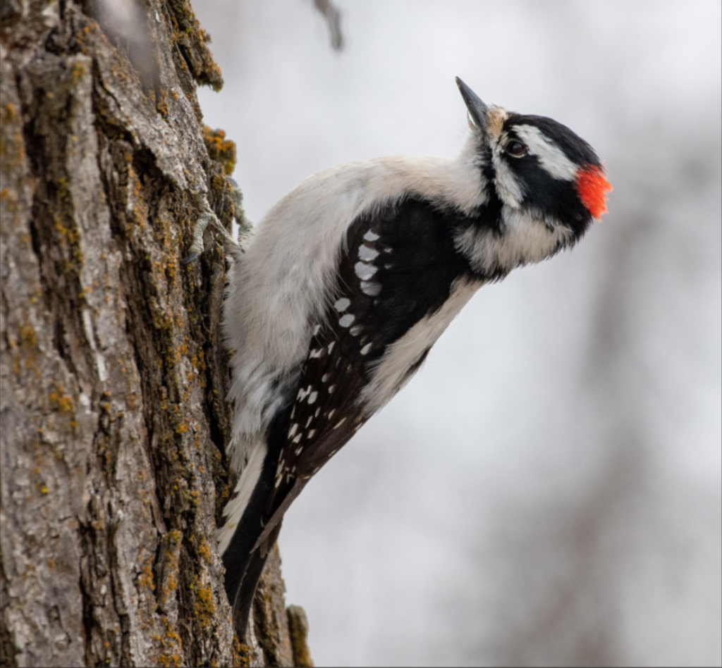 a black and white spotted woodpecker with bright red spot on his crown.