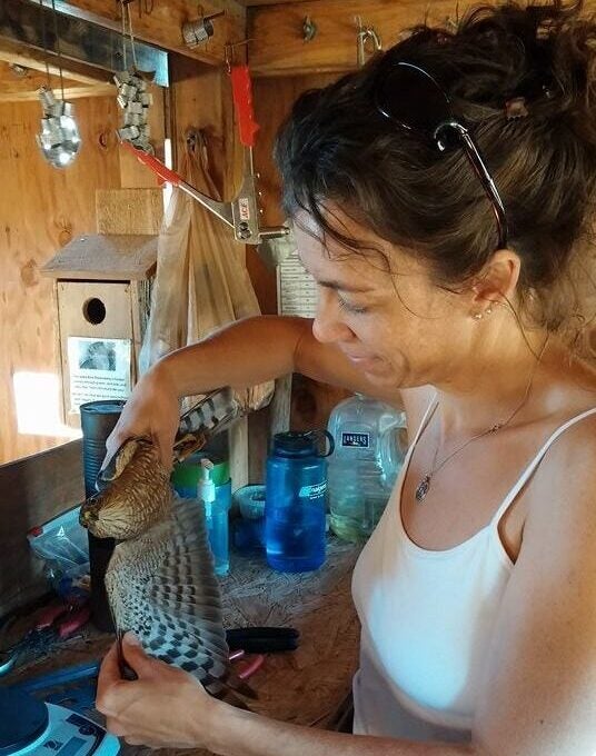 heather stands inside the hawk trapping blind. she's holding a small hawk in her hands and spreads its wing to get a better look. the blind around her is scattered with banding gear including pliers, bands, and a scale.