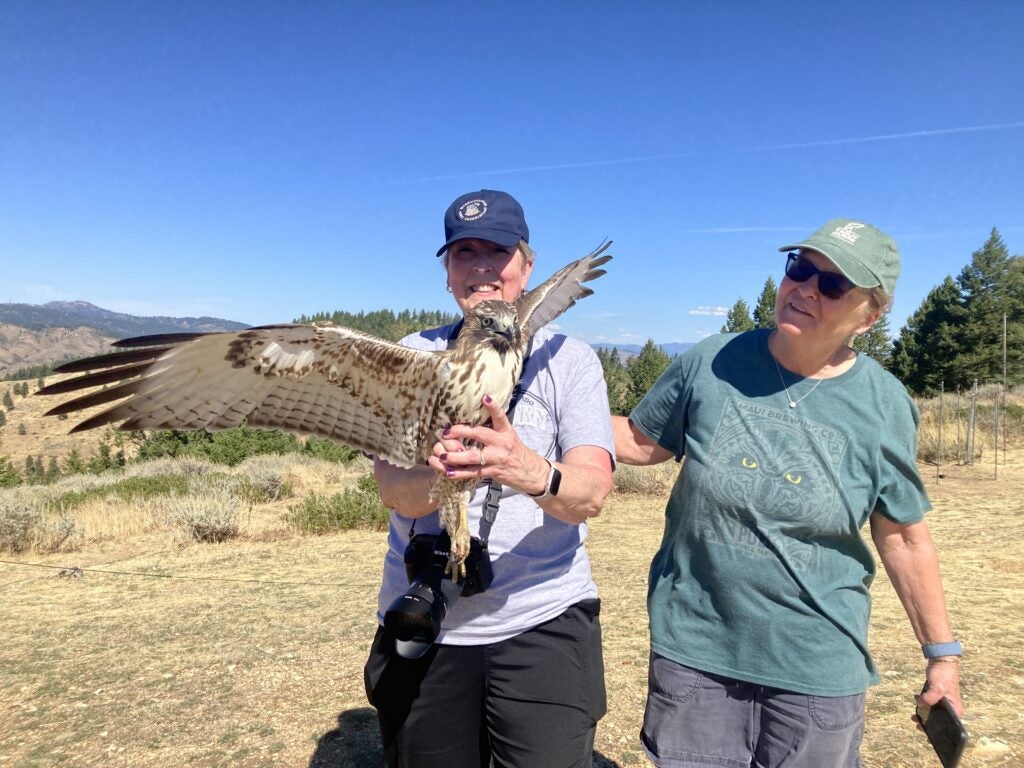 Janell and Lori stand together at the Lucky Peak trapping blind. She holds a brown and white red-tailed hawk carefully supporting its talons. The birds wings are outspread ready to fly away