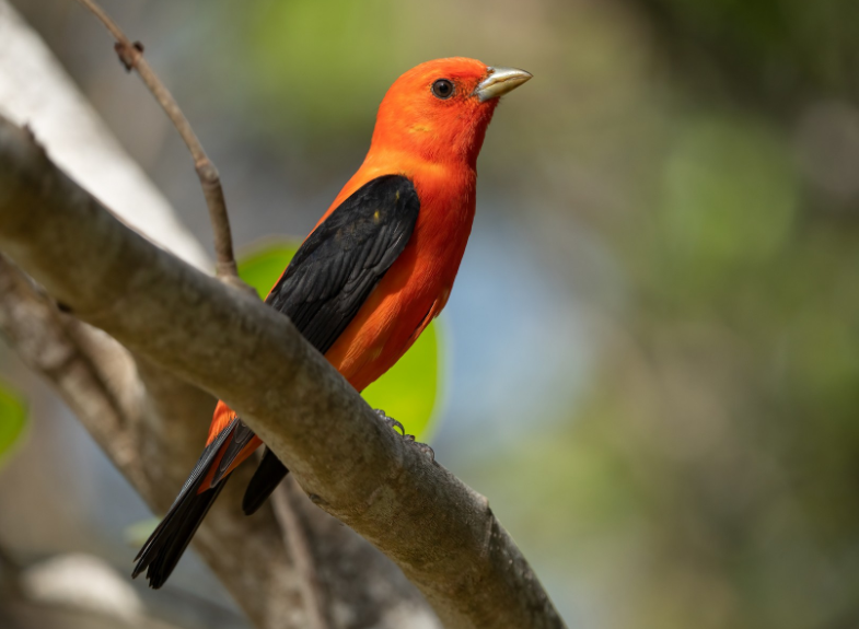 a blazing bright red songbird with dark black wings and tail