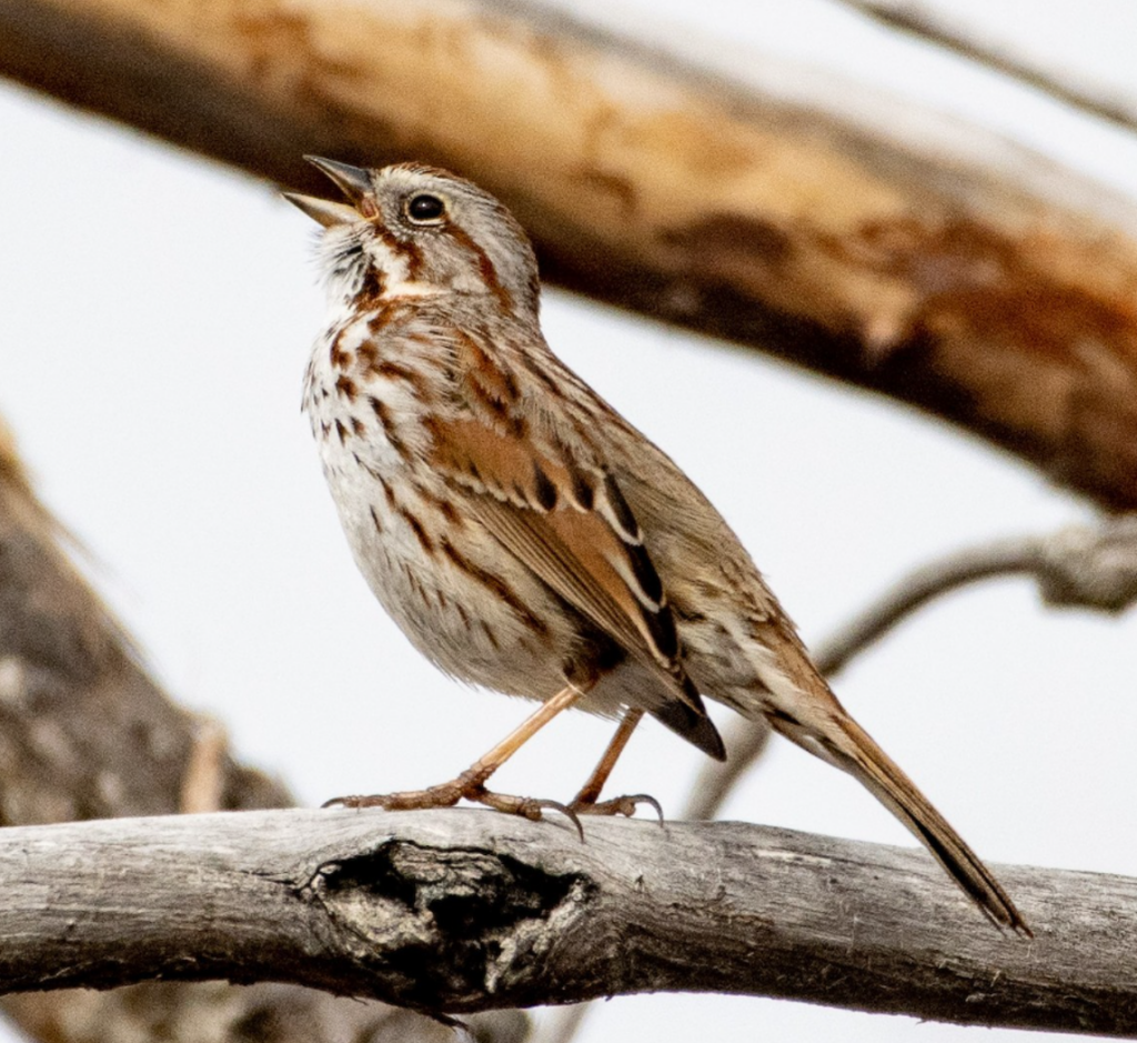 a reddish-brown streaked sparrow sits jauntily on a bare branch. His mouth is opened wide, singing