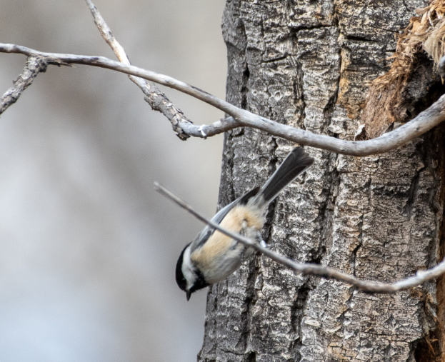 a black-capped chickadee with black and white head and cream-colored body darts downward from a gray cottonwood branch