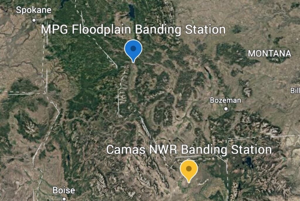 a map shows a blue pin in western montana, and a yellow pin, just a bit to the southeast, in eastern Idaho. The blue pin is labeled "MPG floodplain banding station" and the yellow pin is labeled "Camas NWR banding station"