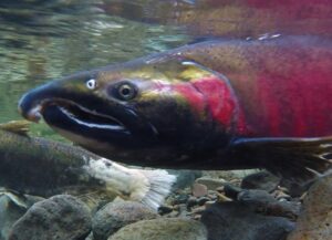 A close up image of a Coho Salmon under water.