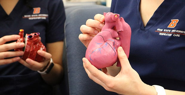 Hands holding 3D neonatal hearts