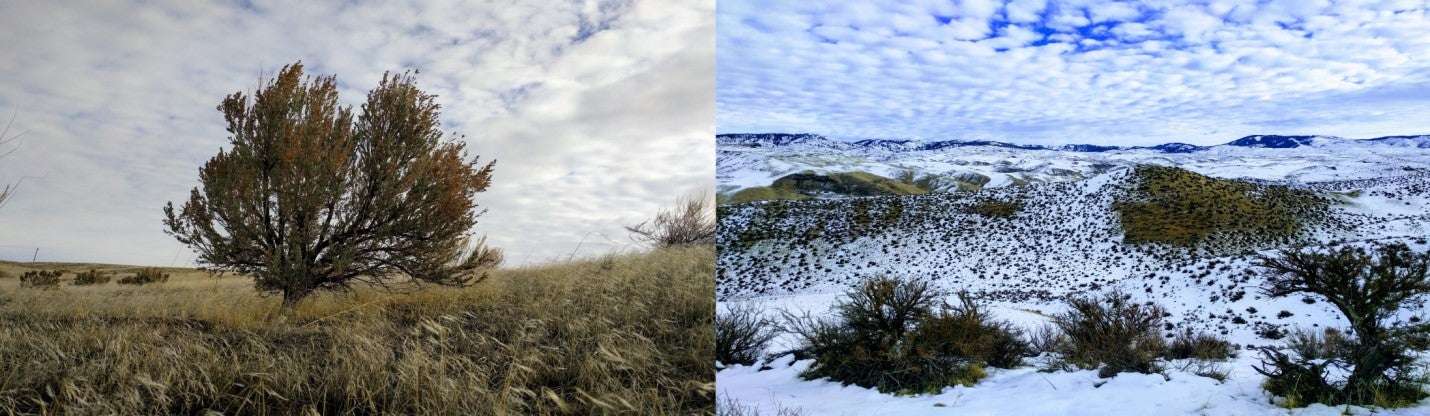 Photograph of Sagebrush in different seasons